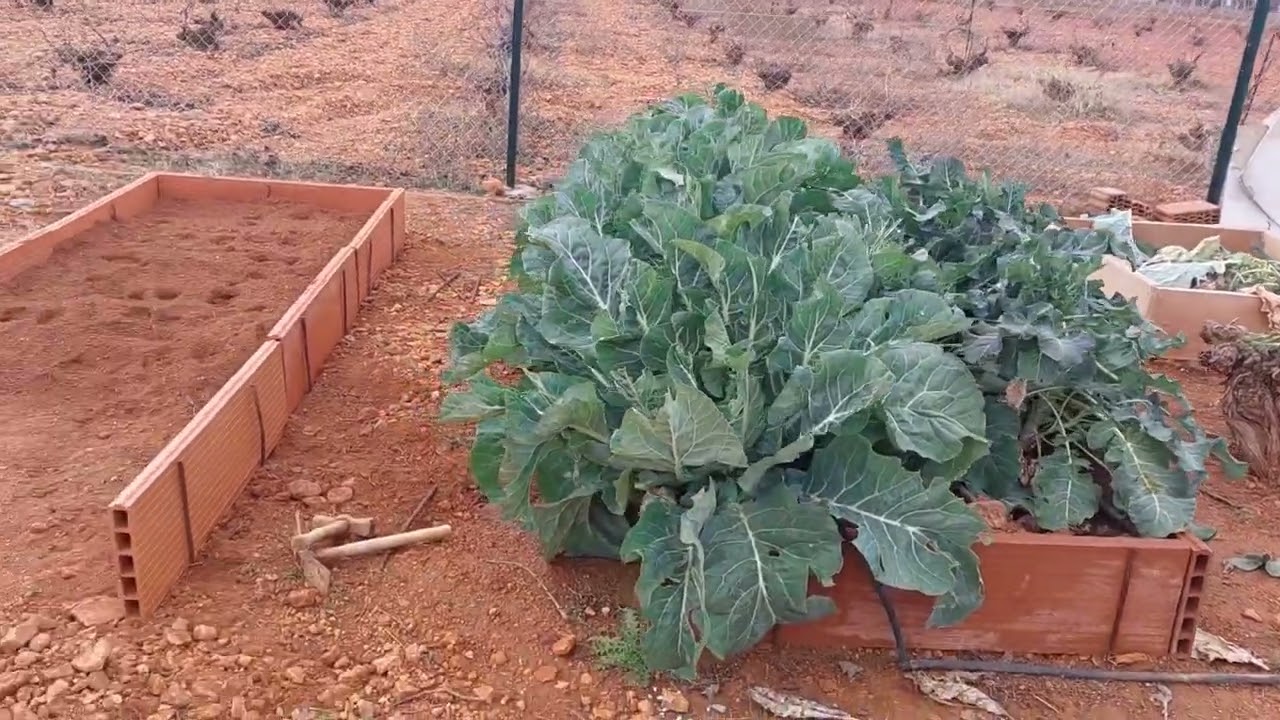 Ya tenemos parte de la solera para el futuro GALLINERO 