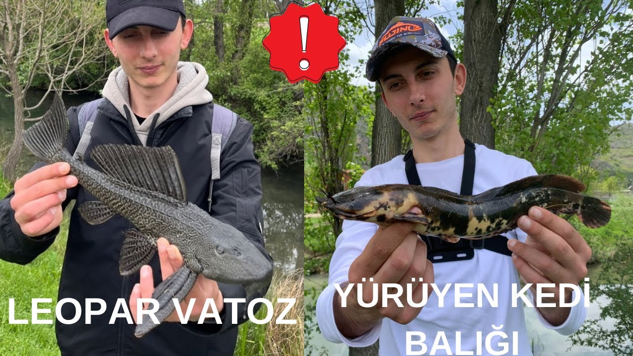 AKVARYUM BALIKLARI YAKALADIK !! (Balık Avı)