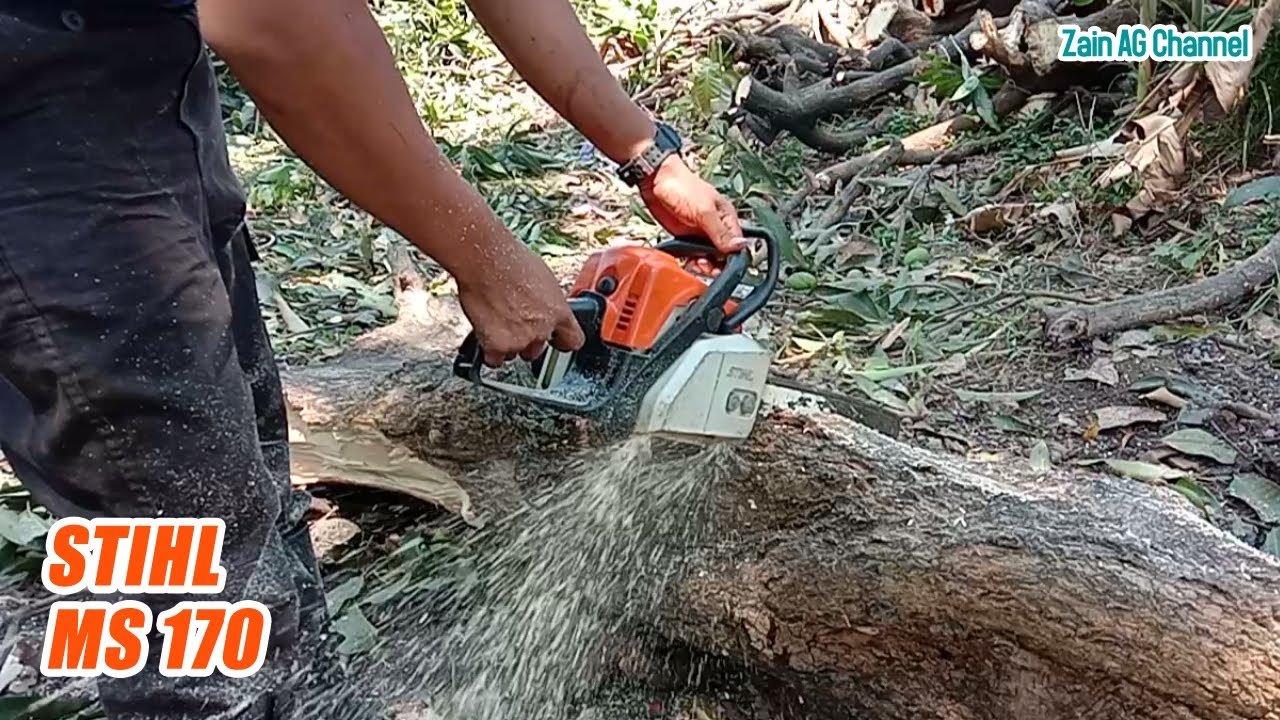 STIHL MS 170 VS POHON MANGGA