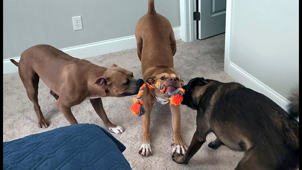 Three Way Tug O War: The sounds of predators