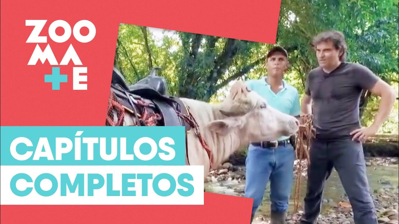ZOOmate - Rescate animal | Capítulo 15