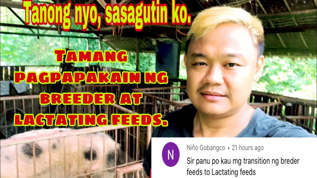 Paano ang tamang pagpapakain ng breeder at lactating feeds | Ryan Patenio