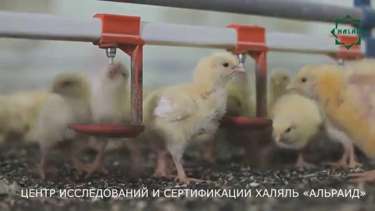 Халяльное производство продукции «Наша Ряба»