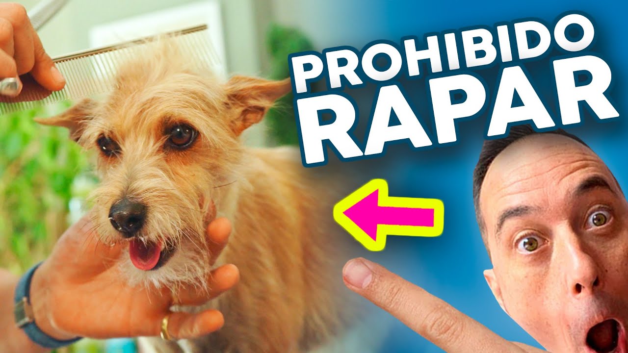 ¡De PODENCO DESPELUCHADO a PRECIOSIDAD! 😍😍 PELUQUERÍA CANINA a TIJERA