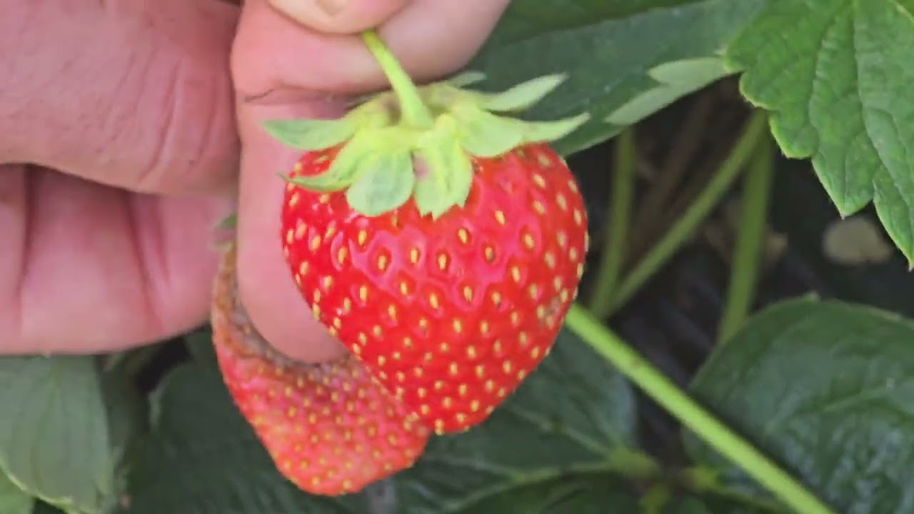 Boala foarte periculoasa la capsuni. Cum si de ce se instaleaza?