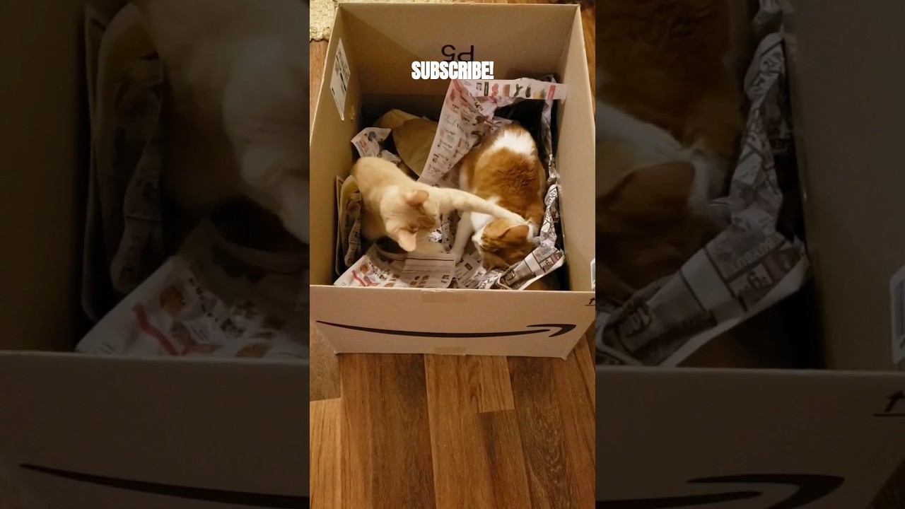 🟡 Nu Yawk |Tom & Jerry Fight For The New Box! Who Will Win? 