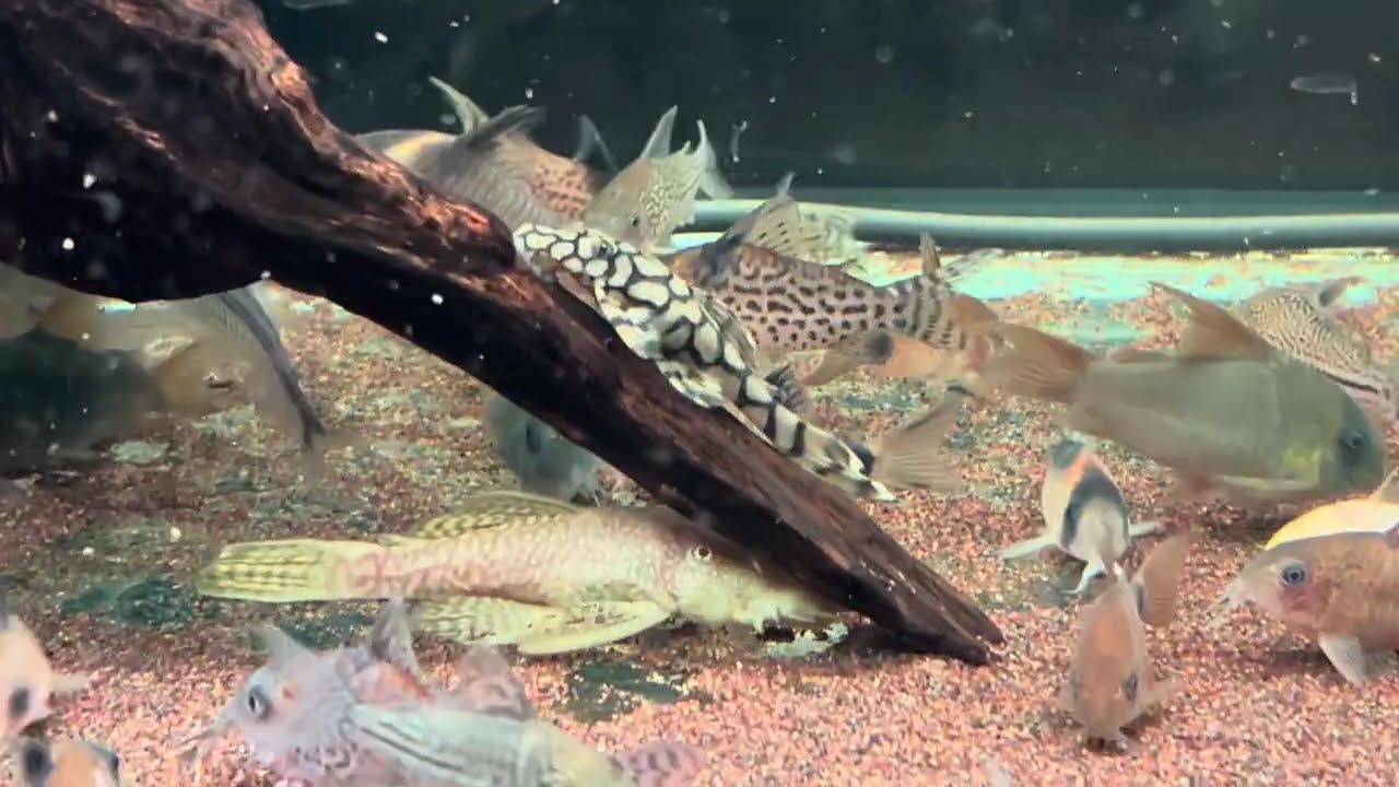 #36　2026.1.26　最後のアルタムくんが寄生虫に侵され他界　ミクロラスボラ・ハナビ（幼魚）22匹をお迎えした日（コリドラス90匹　プレコ11匹　ミクロラスボラ・ハナビ22匹　過密水槽・備忘録）
