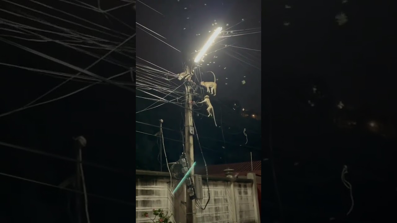 电工猴，工作中出意外了。