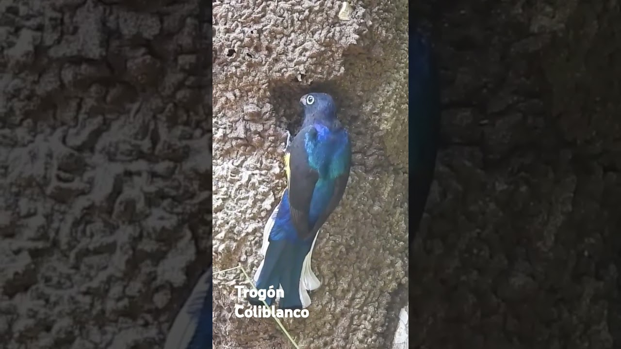 Trog&oacute;n coliblanco #birds #birdsounds #birdslover #wildlife #nature