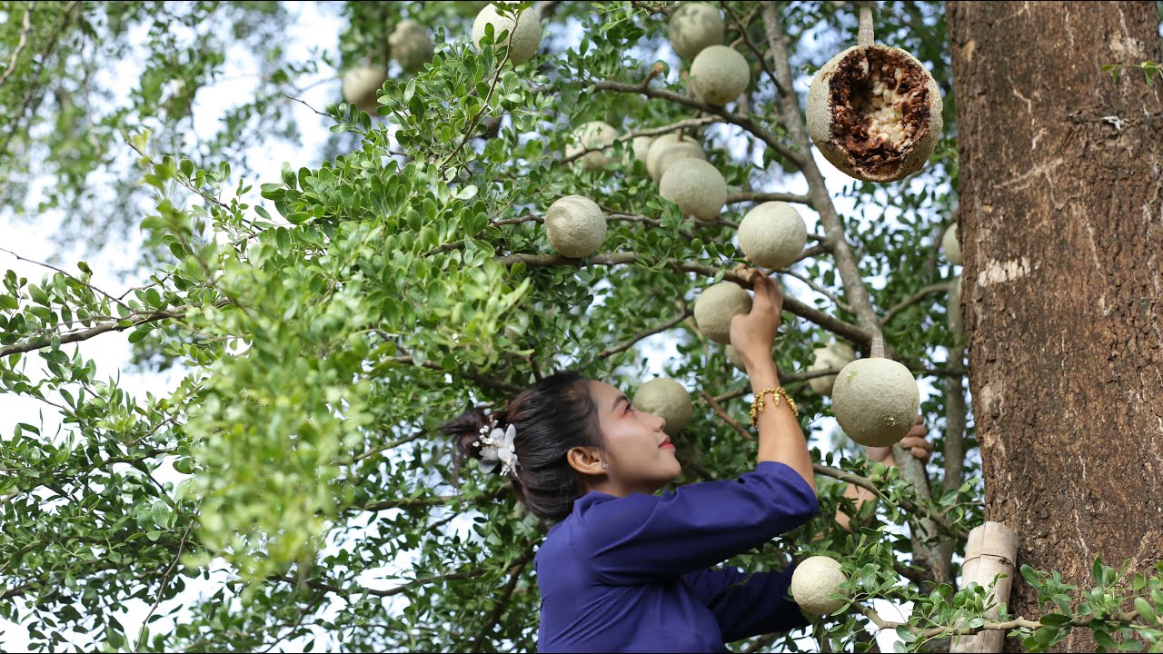 Harvest Wood apple fruit in my village