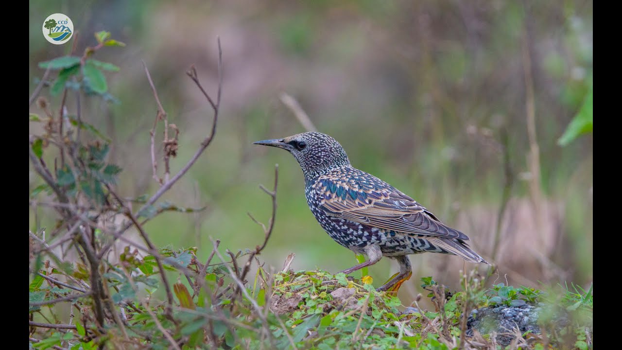 C&aacute;c b&atilde;i bồi, b&atilde;i giữa s&ocirc;ng Hồng l&agrave; nơi sống của nhiều chim hoang d&atilde; ở H&agrave; Nội