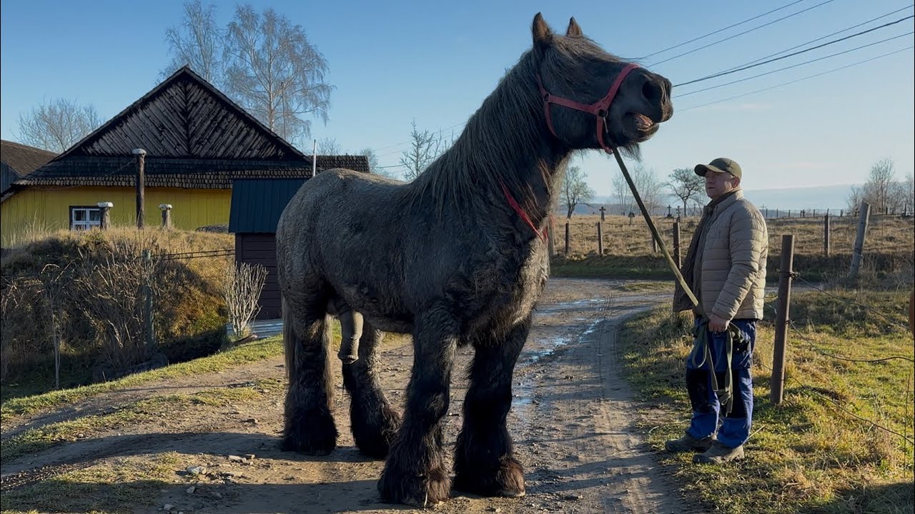 ЖЕРЕБЕЦЬ ЛОРД / ОДИН З НАЙ ПОТУЖНІШИХ ЖЕРЕБЦІВ УКРАЇНИ 