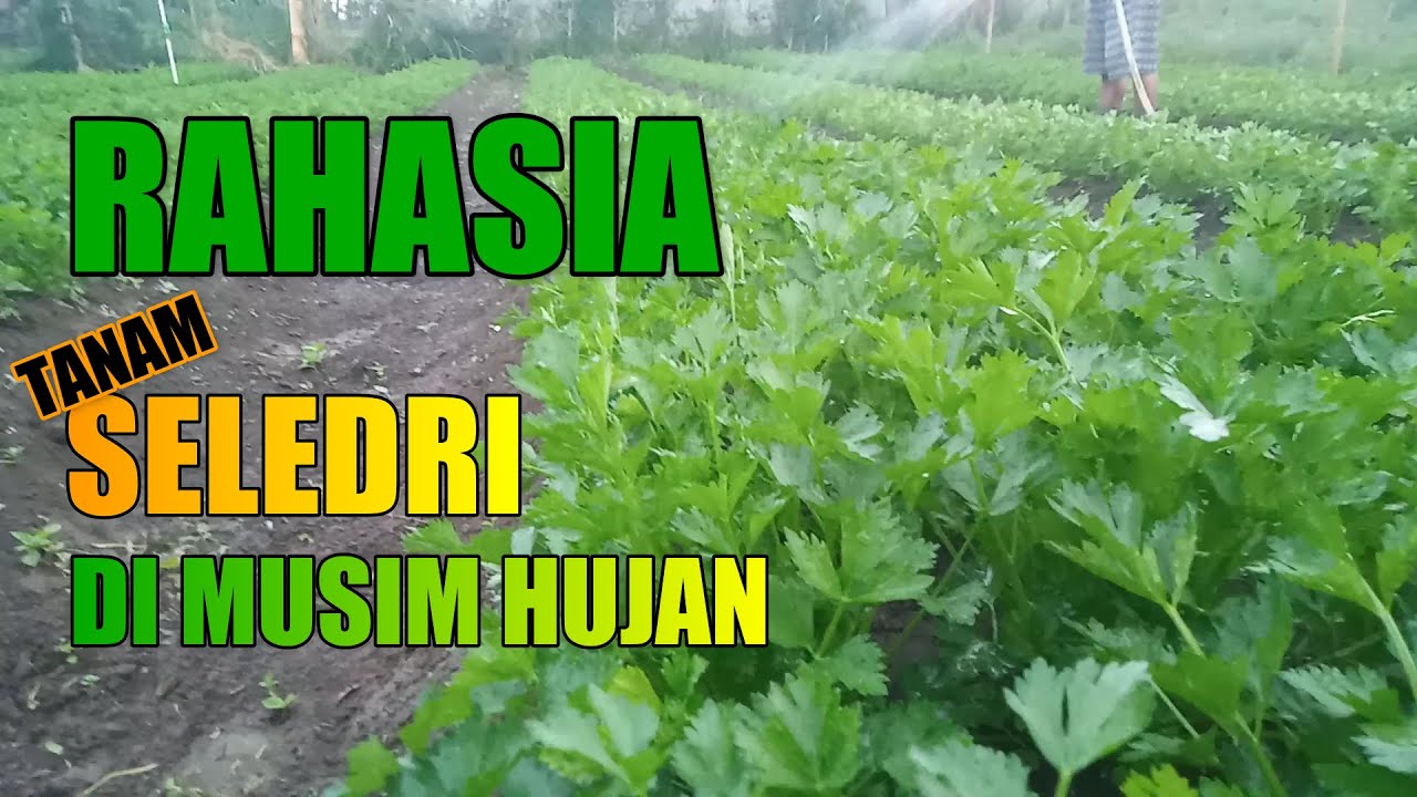 RAHASIA TANAM SELEDRI DI MUSIM HUJAN
