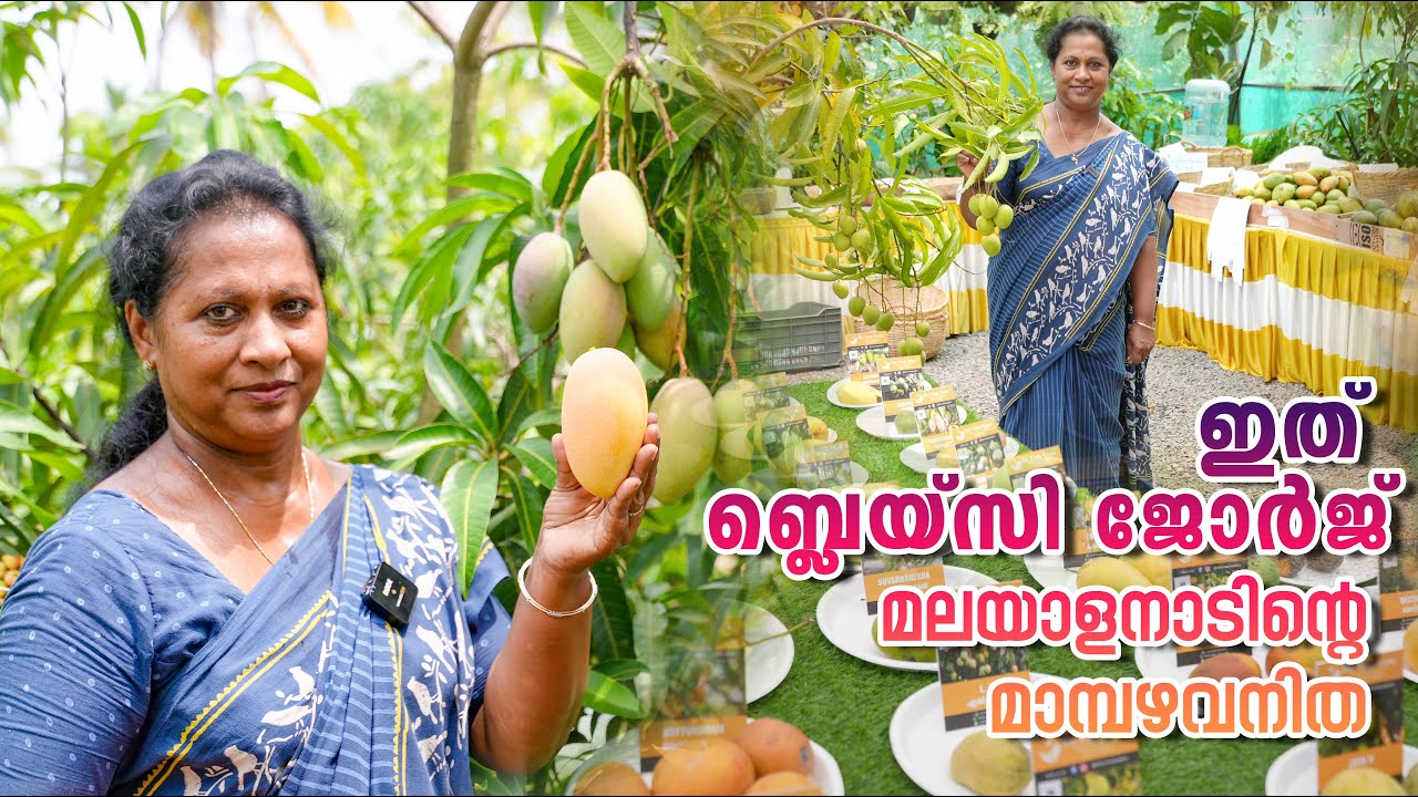 ഇത് ബ്ലെയ്സി ജോർജ് - മലയാളനാടിന്റെ മാമ്പഴവനിത