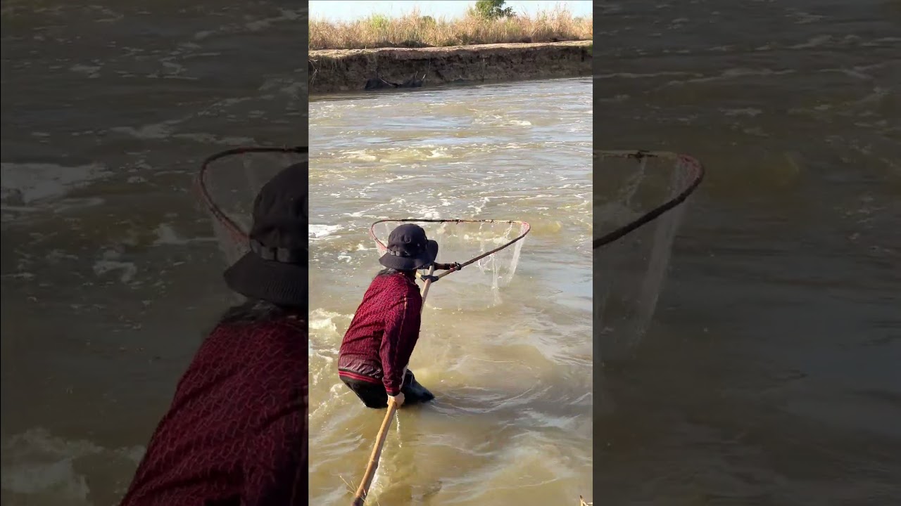 Free Life KH: Real Life 100% Net Fishing In River At The Countryside.(Episode 247)