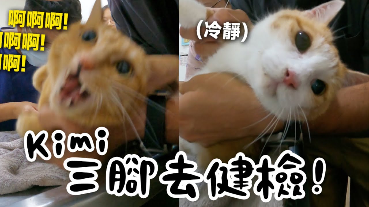 【黃阿瑪的後宮生活】Kimi三腳去健檢！反應很兩極！