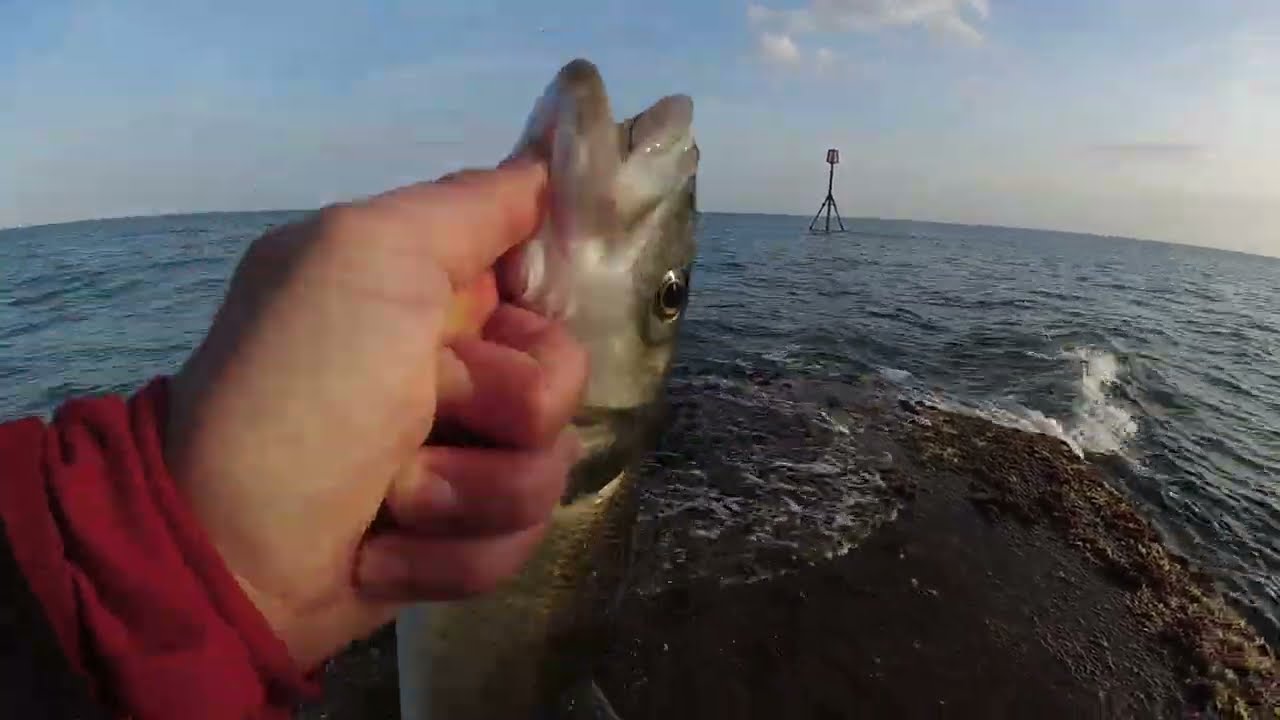 LIVEBAITING FOR BASS - UK BASS FISHING - UK SEA FISHING