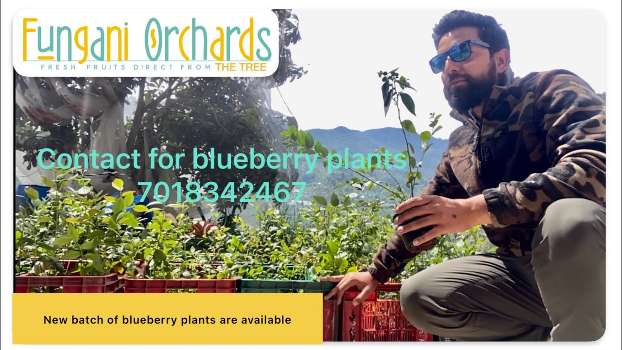 Blueberry plants in Kullu for sale| 11 varieties available. Book your blueberry plant.