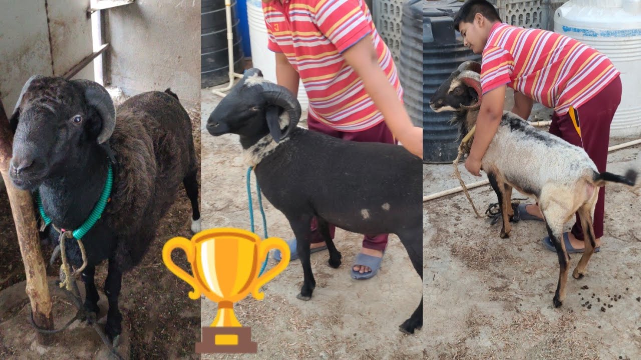 rampuri champion sheep in Hyderabad | saste bakre in masabtank