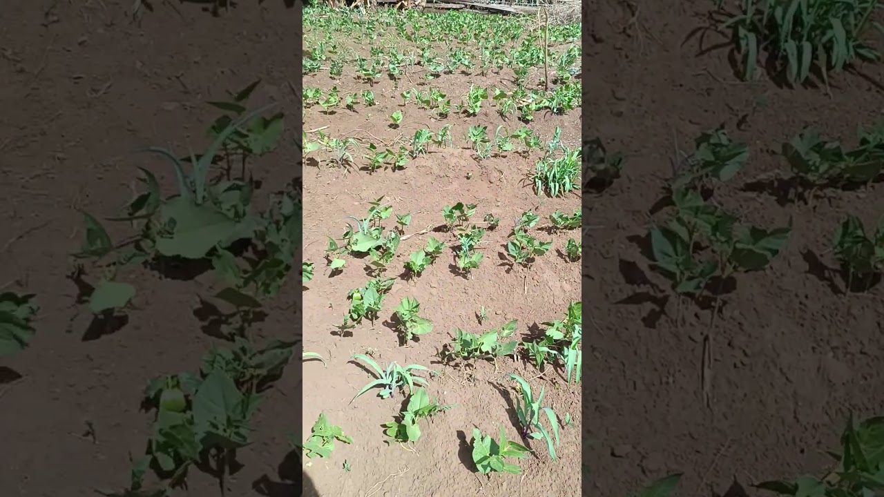 Watch step-by-step guide on how to implement contour ploughing to defense against soil erosion