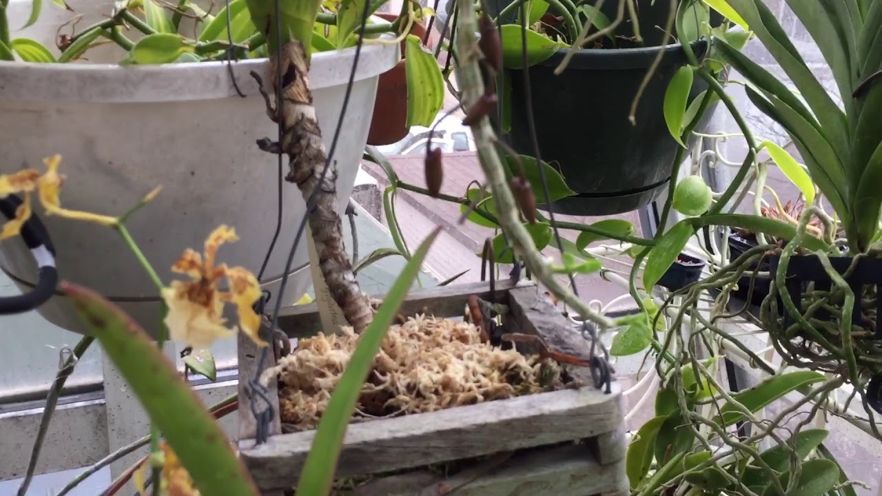 Winter Resting Dendrobiums Update