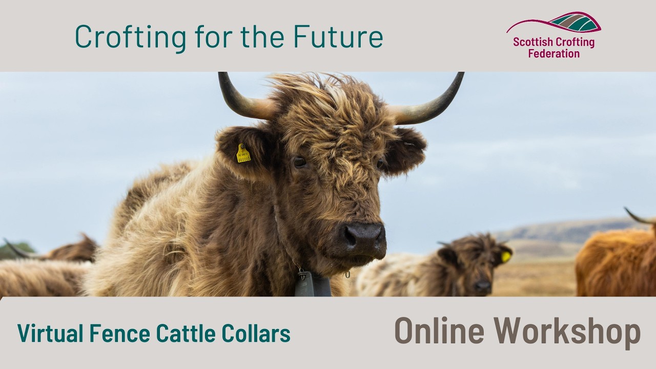 Virtual Fence Cattle Collars