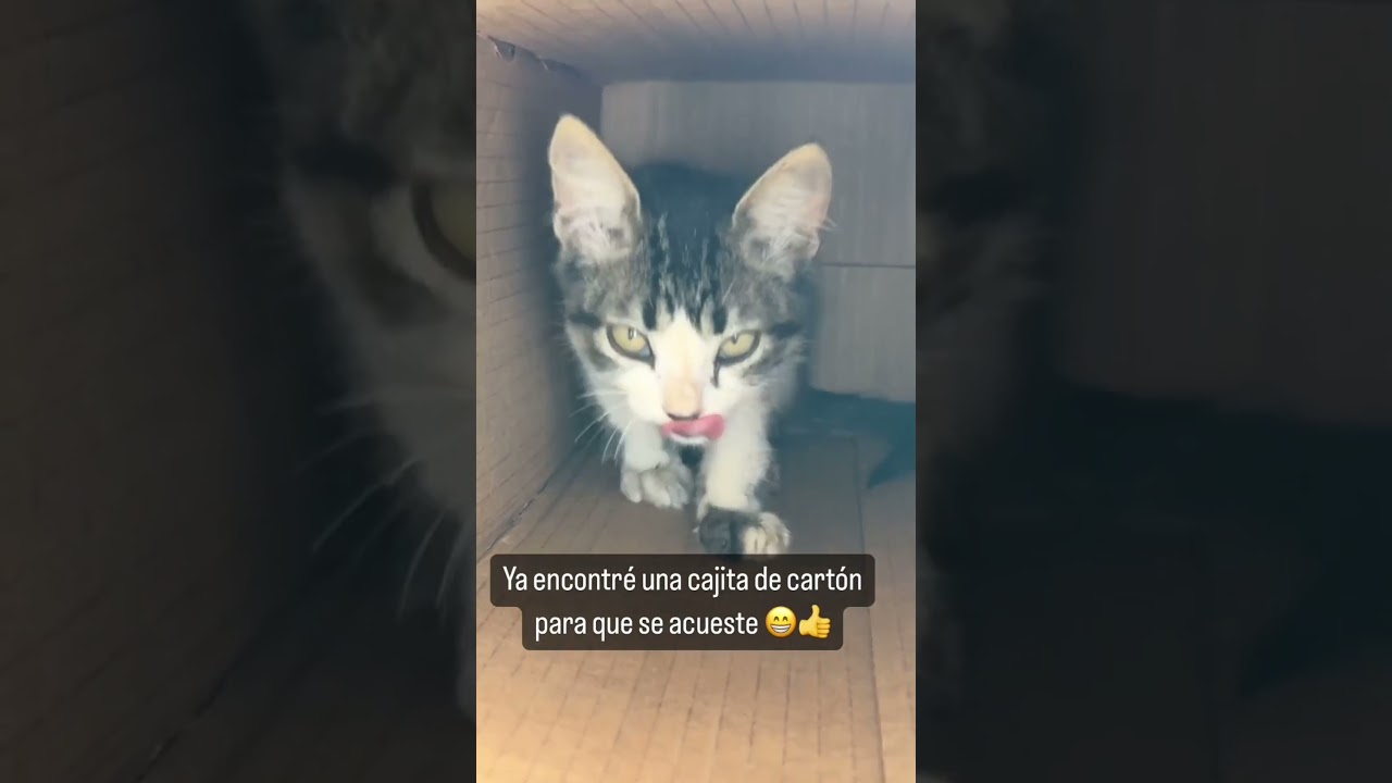 SOARINNG RESCATA A UNA GATITA DE LA CALLE #soarinng #soaringcitos #wbns #cat #cats #adoptme