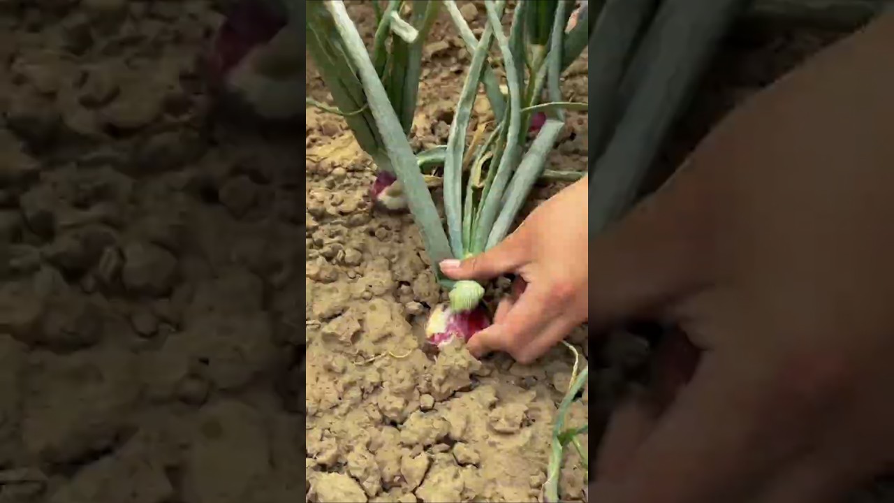 Why Farmers Cut Green Onion Leaves! #shorts #plants #farming