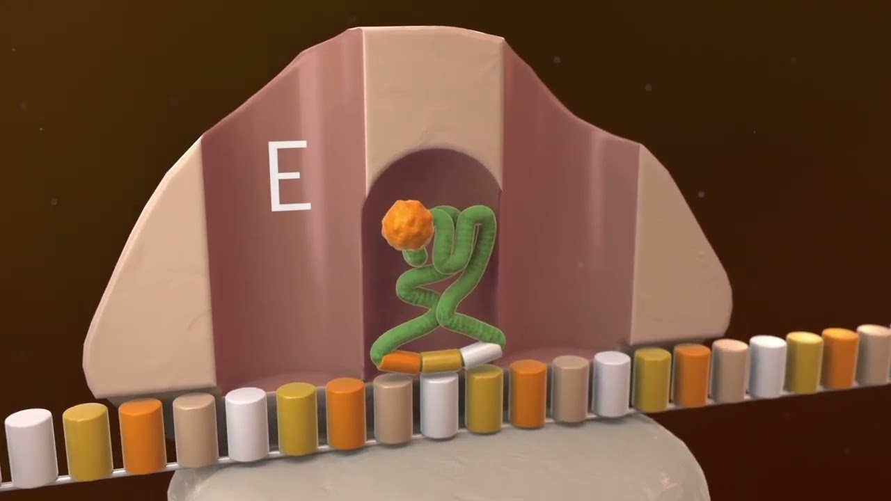 Fucidin MOA Video