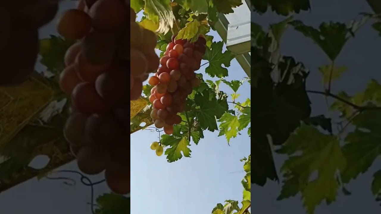 Доказано! Посадка винограда сорта Нинель черенками может дать обильный урожай.