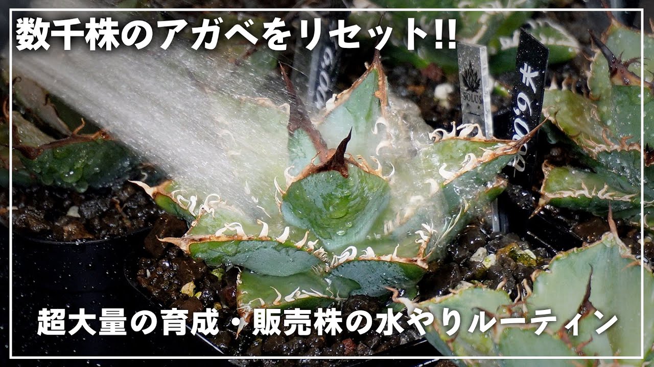 【アガベ育成】数千株のアガベにシャワー｜育成場を丸ごとリセットする水やりルーティン【大公開】