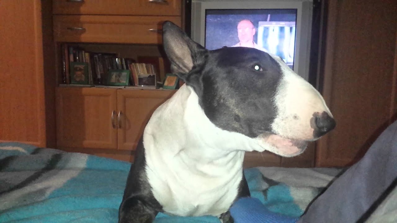 Speaking bullterrier