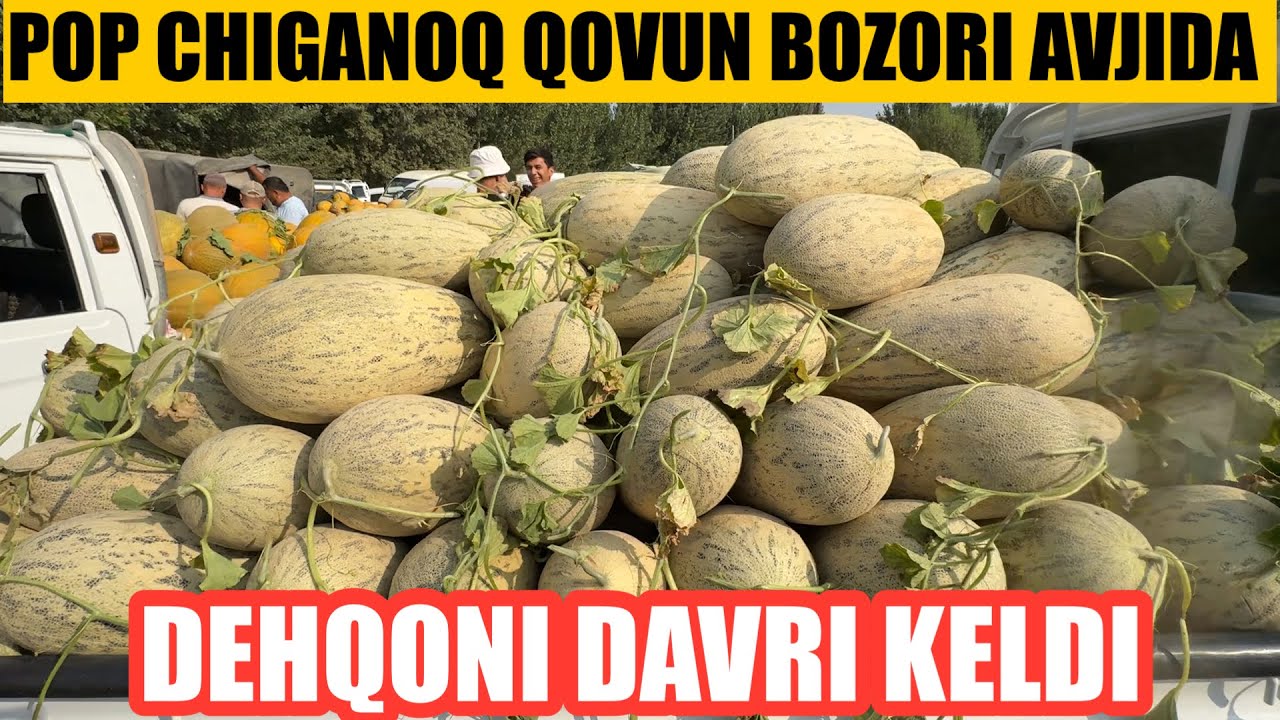 Bugungi ovun tarvuz bozori avjida qovun kop bugun