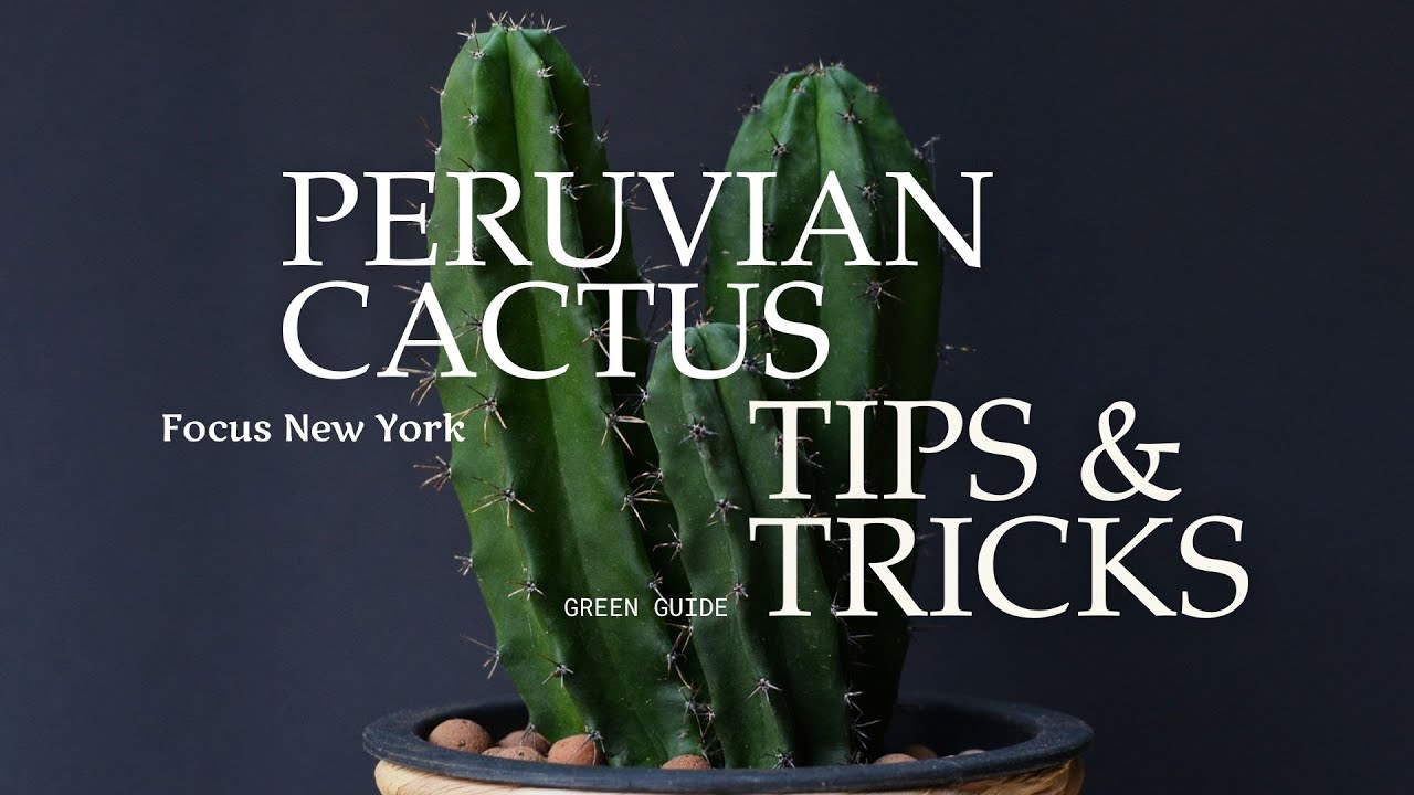 Peruvian Cactus Tips & Tricks