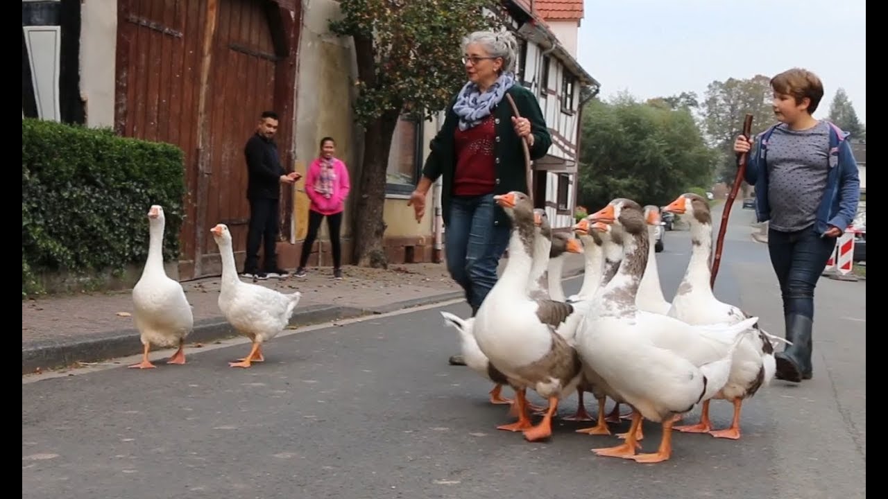 Die Gänsehirtin und ihre süße Schar - Frau treibt Gänse durch Burguffeln