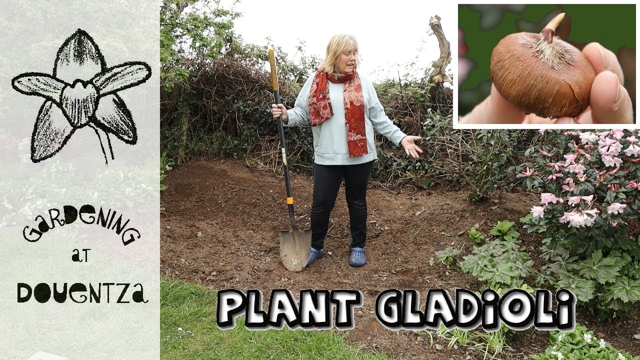 Planting Gladiolus Corms in the Garden for Summer Flowers