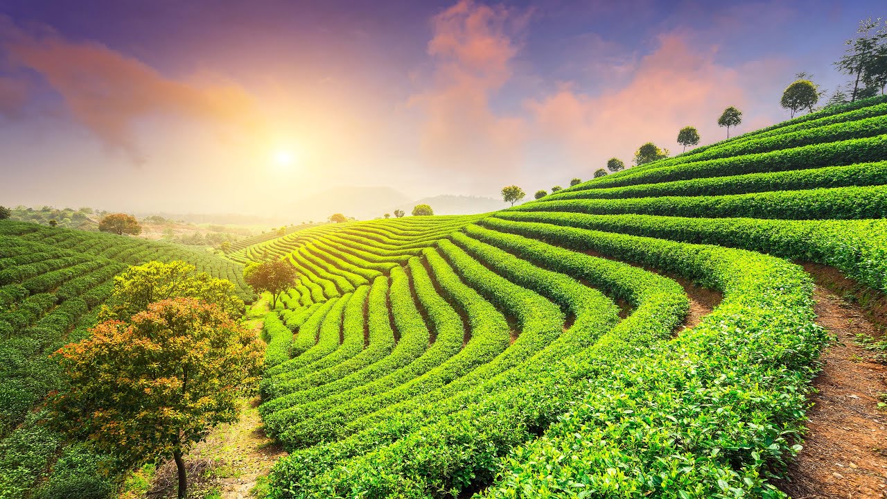4K Relaxing Tranquility Video Relaxing Countryside