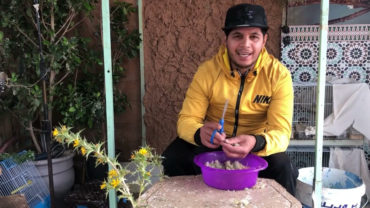 (اليوم الاول لفراخ الكبيدة ,الحمد لله)?بعد إلحاح كبير منه... إستضفت مولوع وعاشق للحسون