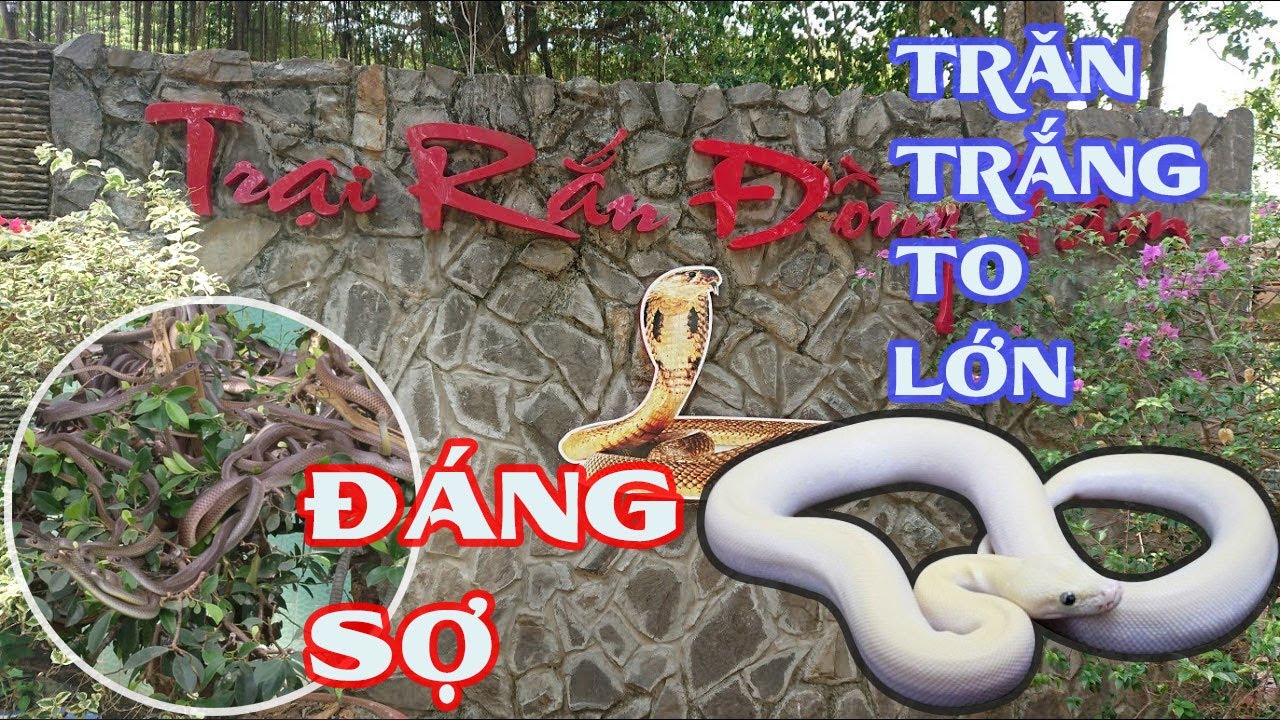 Trăn trắng to lớn có 1 không 2 ở Trại rắn Đồng Tâm, huyện Châu Thành, Tiền Giang - Yêu Miền Tây