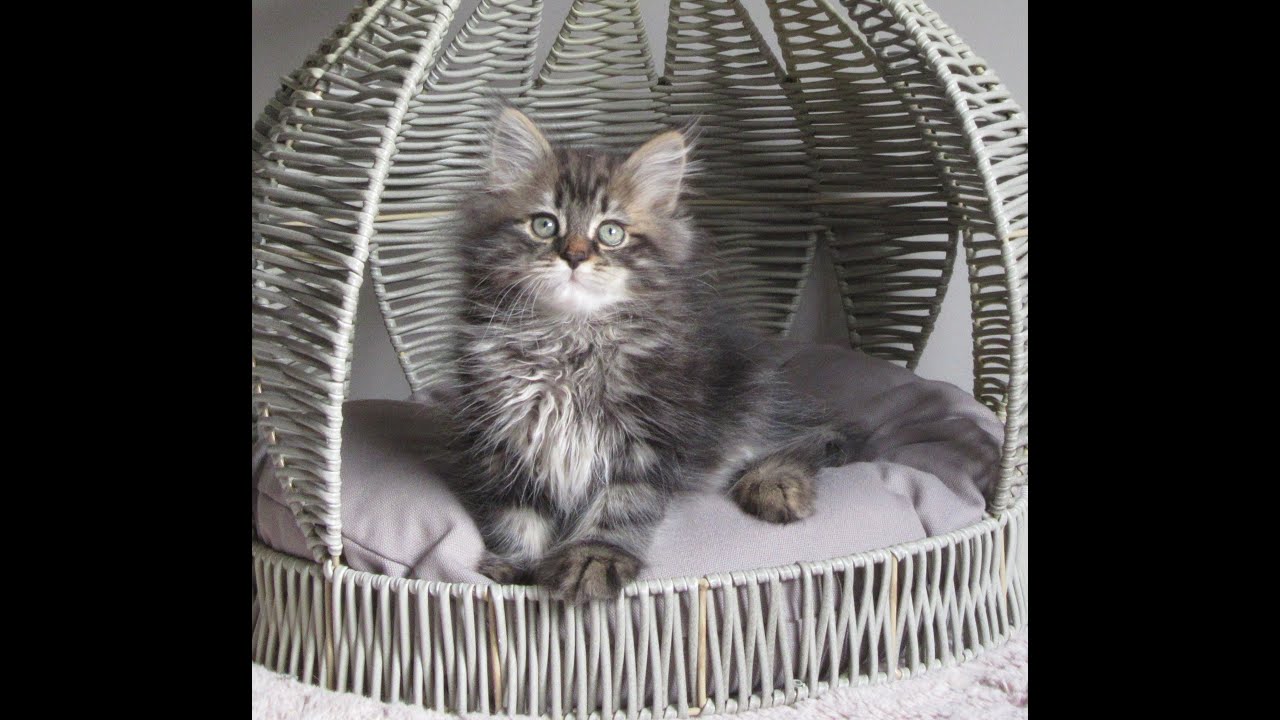 Jack Siberian Glory.