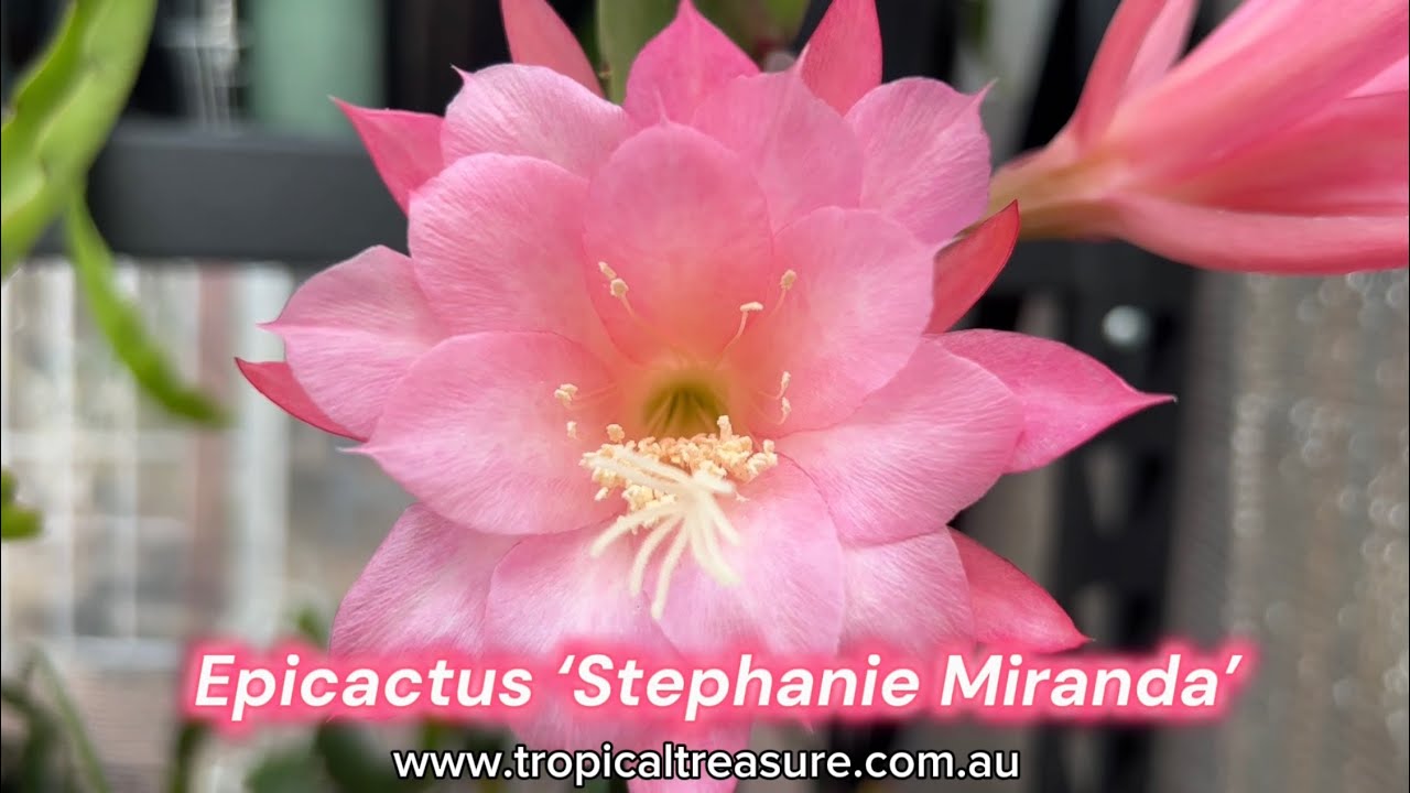 Epicactus &lsquo;Stephanie Miranda&rsquo;