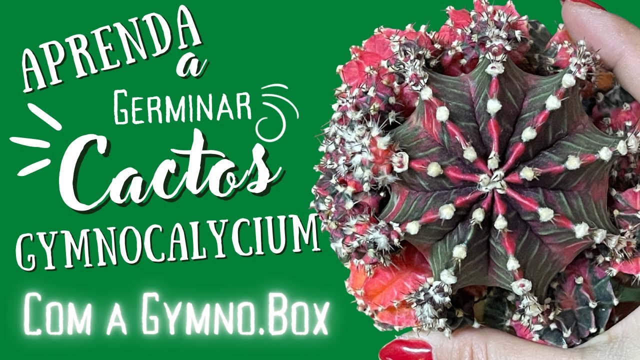 Cacto Gymnocalycium o Cacto Colorido