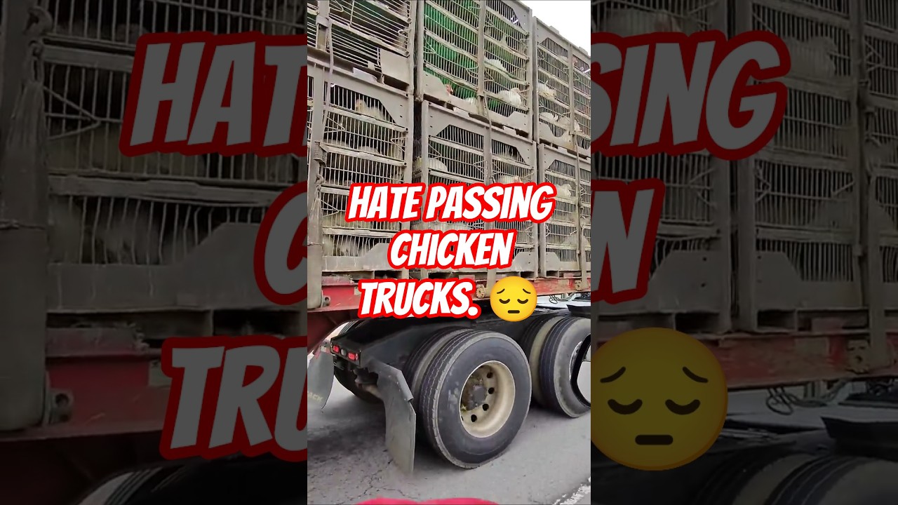Following the chicken truck! #animals #sad #chicken #trucks #love #viral #viralshorts #viralvideo