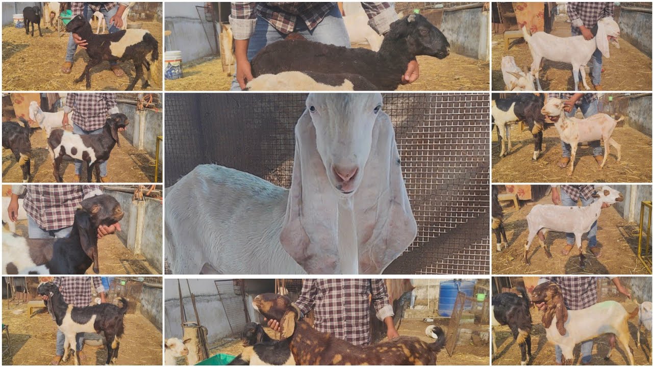 SASTE MULTIPLE BREED COLLECTION|| GABAN BAKRIYA SHANDAR MALE