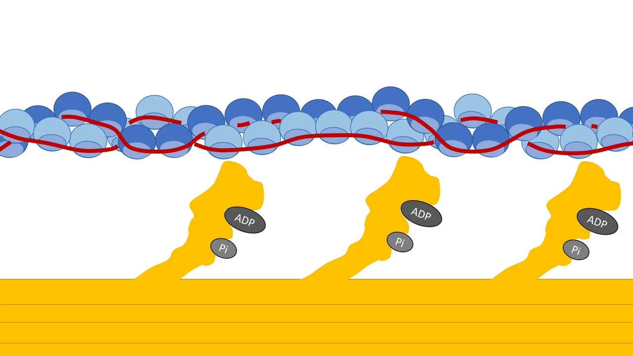 Sliding filament mechanism of skeletal muscle contraction: A level Biology