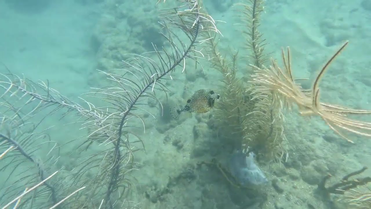 Balade aquatique matinale Anse à l'ane,découverte d'une épave et retour compliqué pour le retour cou