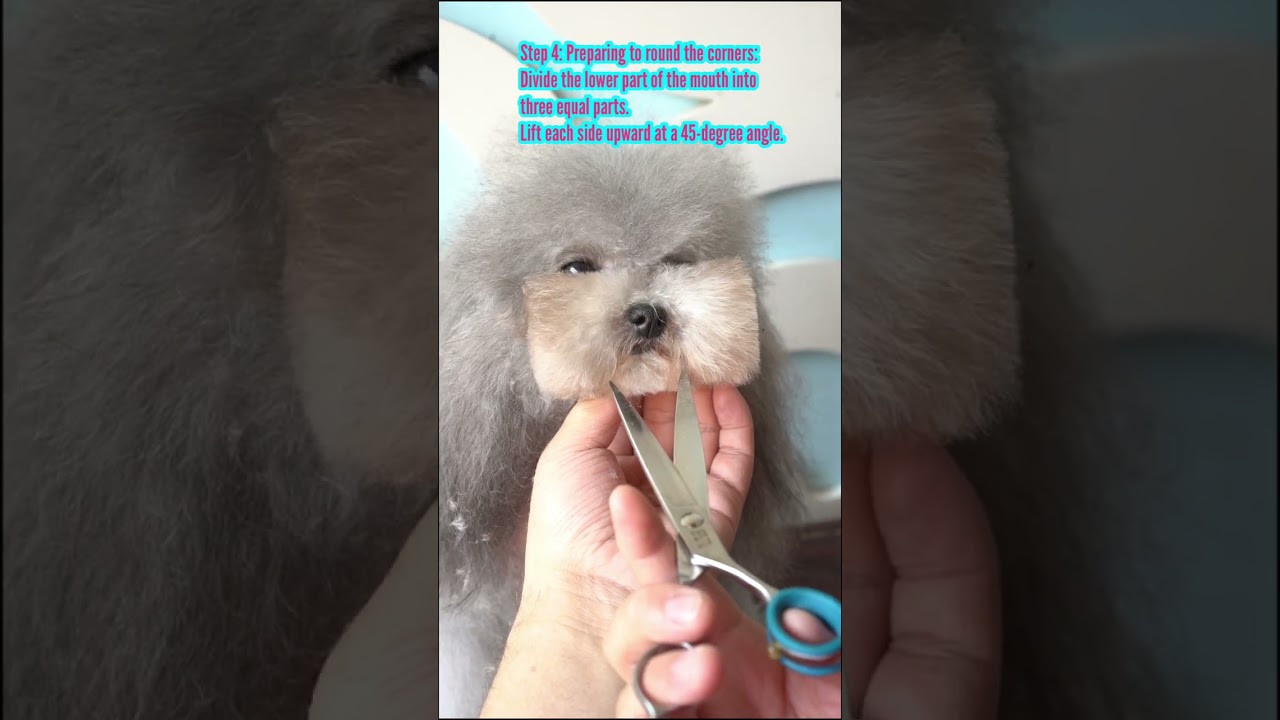 How to trim a cute muzzle with OPAWZ Grooming Shears