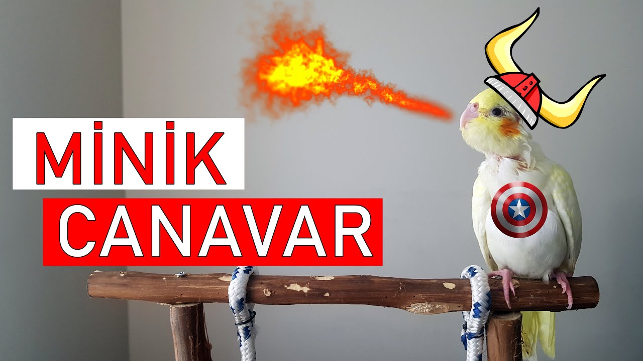 Kürdan Eğitimde || Papağan Eğitim Akademisi || 1. Bölüm