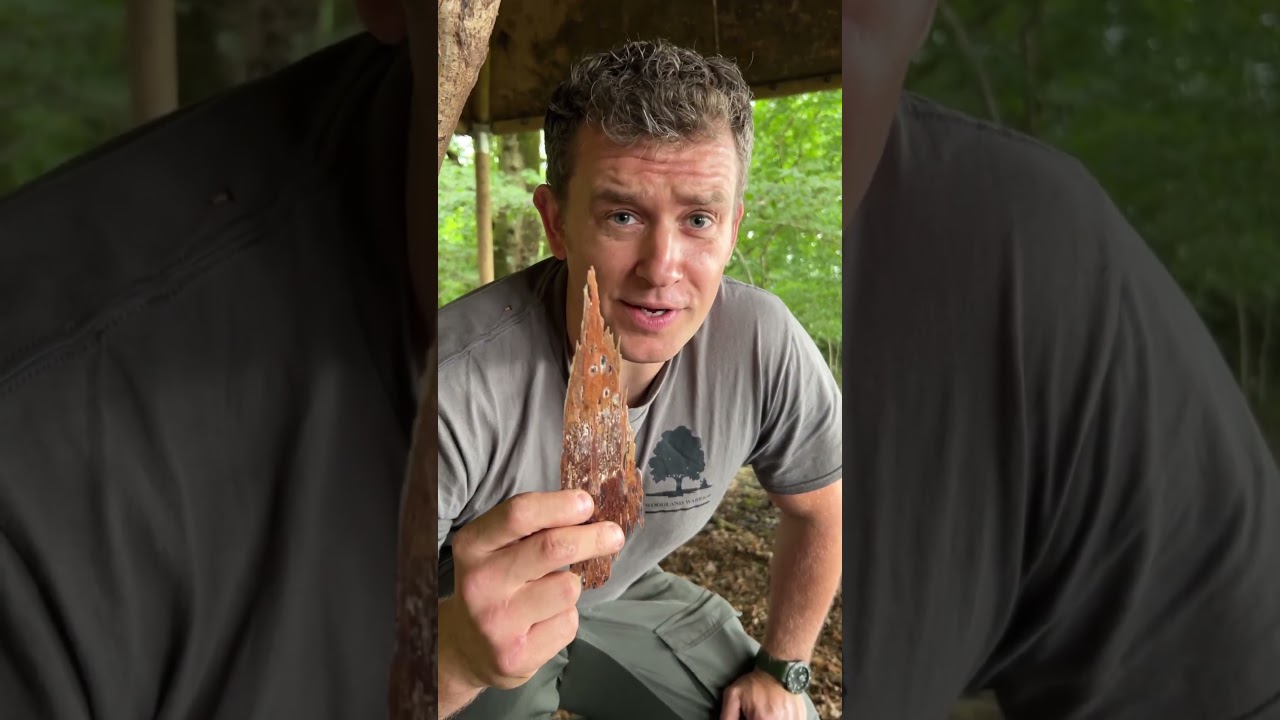 FIVE FIRELIGHTING TIPS🔥 #bushcraft #bushcraftcamp #outdoorskills #HiddenValleyBushcraft #survival