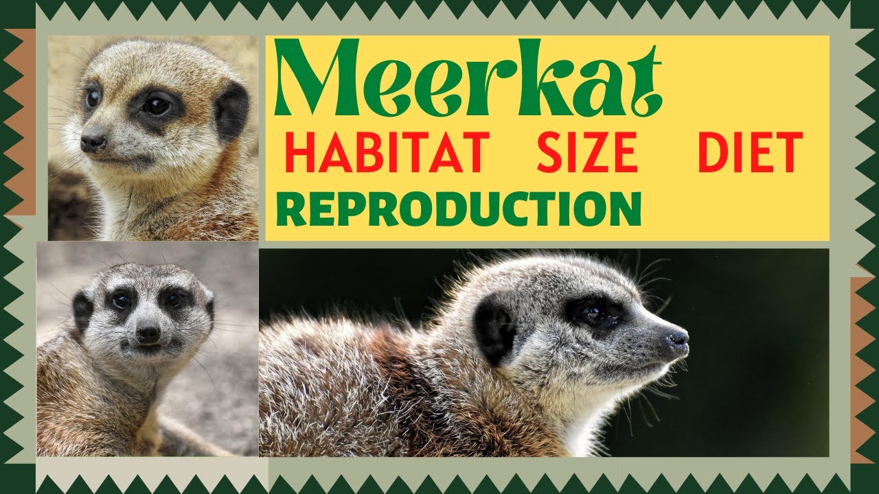 Meerkat - Introduction , Meerkat Habitat, Meerkat Size,  Meerkat Diet, Meerkat Reproduction